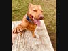 Ace is Babylon Animal Shelter's "Pet Of The Week."