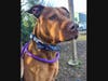 Ace is Babylon Animal Shelter's "Pet Of The Week."