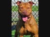 Ace is Babylon Animal Shelter's "Pet Of The Week."