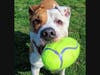 Kairo is Babylon Animal Shelter's Pet of the Week.