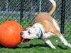 Kairo is Babylon Animal Shelter's Pet of the Week.