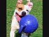 Kairo is Babylon Animal Shelter's Pet of the Week.