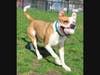 Kairo is Babylon Animal Shelter's Pet of the Week.