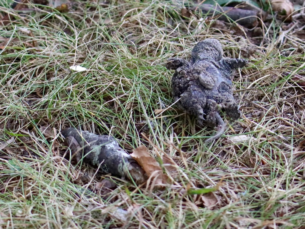 Deceased hatchlings were allegedly mowed over by Suffolk County workers, Humane Long Island said. However, The Long Island Conservancy said that raccoons are to blame.