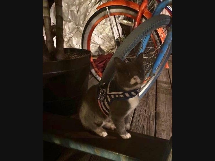 The cat was trapped in a backpack when it was thrown into the water, SPCA said.