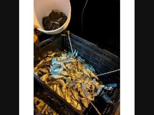 Officers discovered anglers with over-the-limit menhaden, short fluke, and undersized crab hauls.
