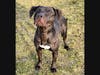 Queen is Babylon Animal Shelter's Pet of The Week.