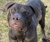 Queen is Babylon Animal Shelter's Pet of The Week.
