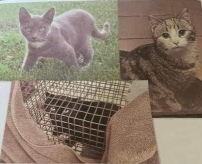 Three cats were trapped and then abandoned in Tanner Park, Suffolk SCPA said.