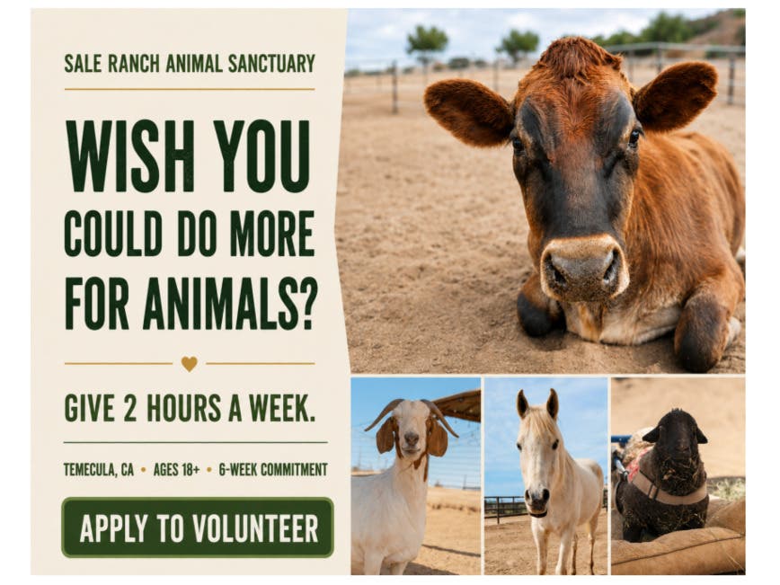 Come Volunteer With Us!