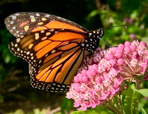 Nature Festival & Native Plant Sale
