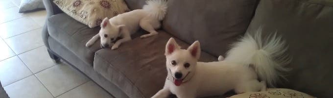 Lovett's Pet Care Boulder - Dog Boarding and Daycare