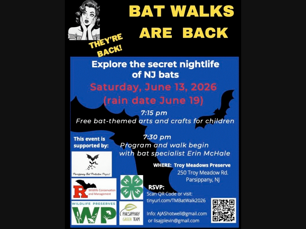 Explore the secret night life of bats!