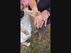 A heartfelt moment and close-up on the wedding rings and Jax's paw on top, after intimate legal ceremony in Loudoun County.