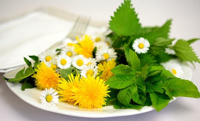 Introduction to Foraging