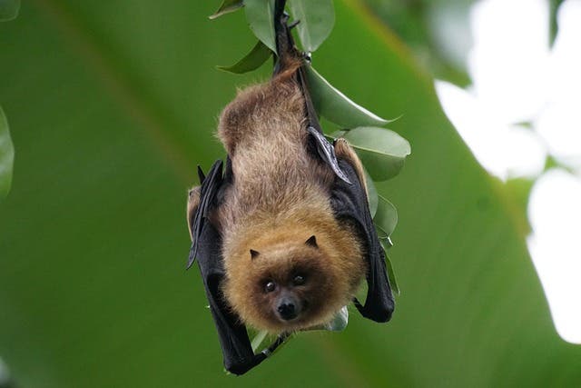 Visit with a Bat Ambassador