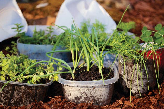 Improving Soil Health with Regenerative Gardening Practices
