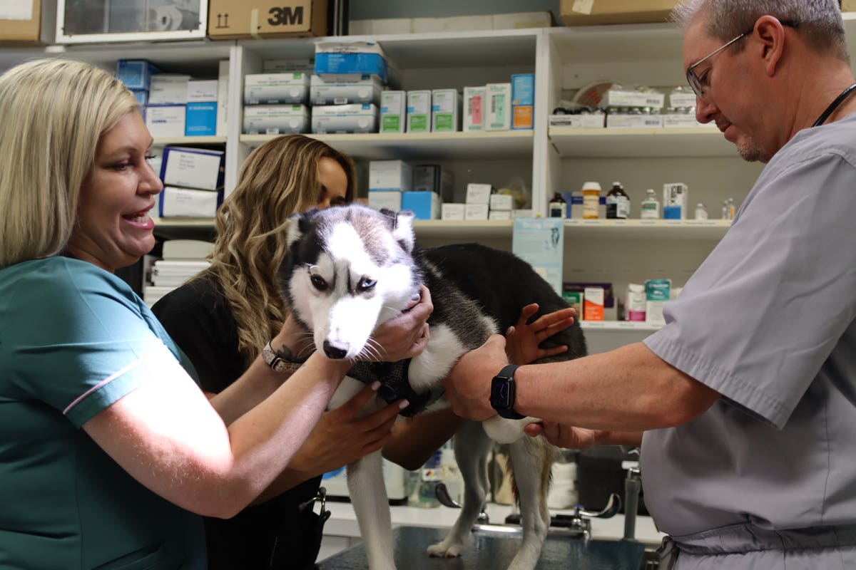 All Aboard Animal Hospital