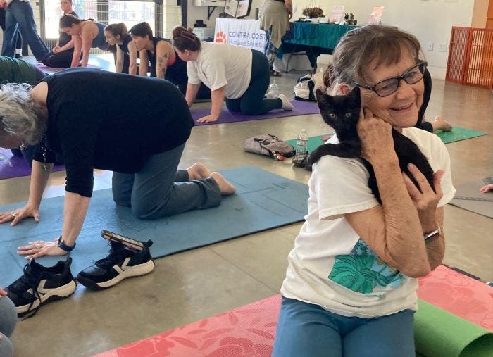 Kitten Yoga