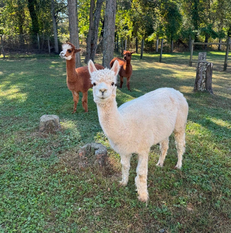 Cedar Lane Alpacas Open Farm