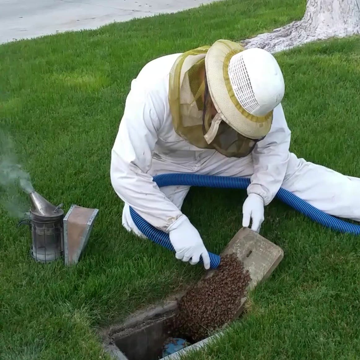 BeeSmart Bee Removal