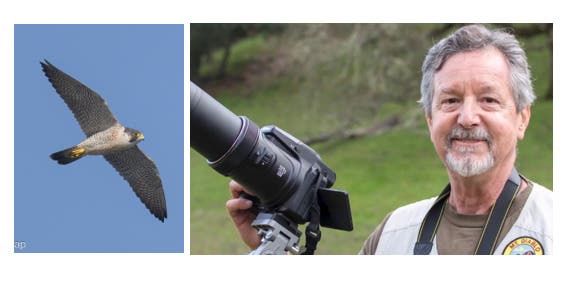 The Return of the Peregrine Falcons