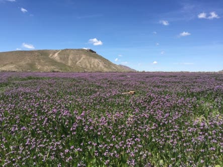 Riverbed Ranch - Spring 2019