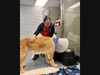 ACC+  is specifically designed for dogs that are medically stable but require a level of supervision that exceeds standard boarding.