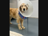 The program serves dogs recovering from ACL/CCL repairs, orthopedic procedures, or soft tissue surgeries, as well as those managing chronic conditions such as diabetes, heart disease, or neurological disorders.