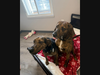 Diddle and Sprat staying in Best Friends Fur Ever's Lux Suites.