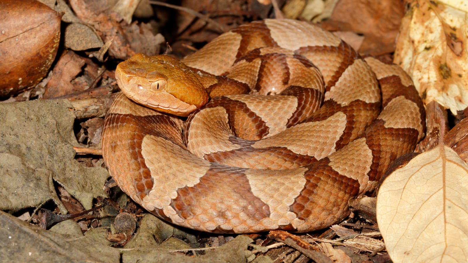 Saturday in the Park: Snake Safety