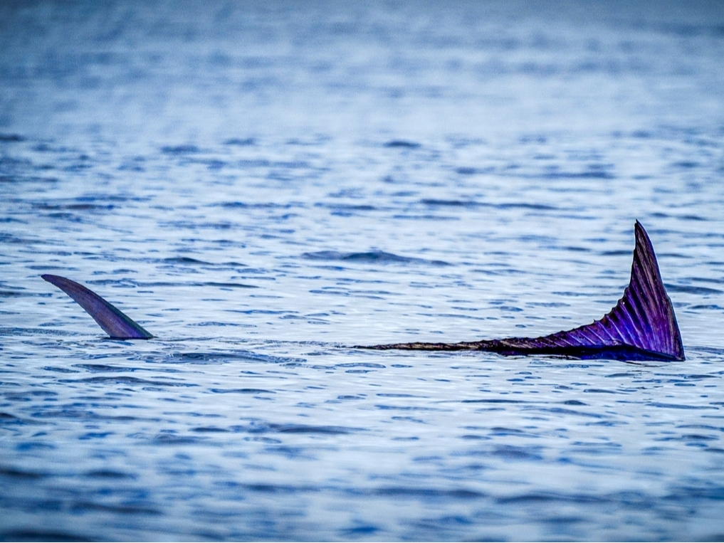 Marlin Expeditions and the Guy Harvey Foundation unite world-class fishing, 
hands-on research and marine conservation
