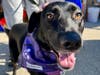 Subaru Loves Pets® Adoptable Dog