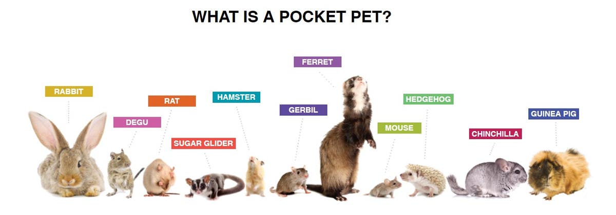 MN Pocket Pet Rescue