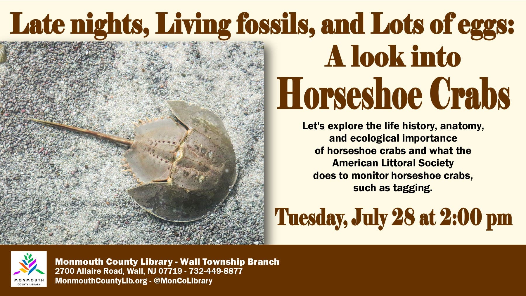  Late nights, Living fossils, and Lots of eggs: A Look into Horseshoe Crabs