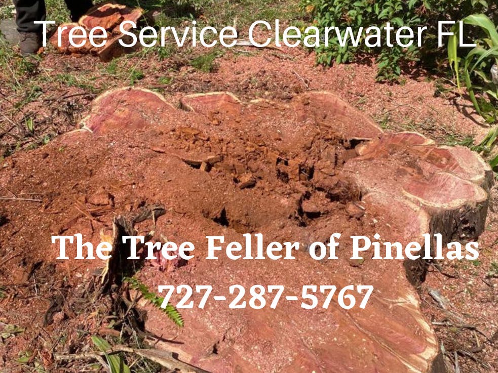The Tree Feller of Pinellas