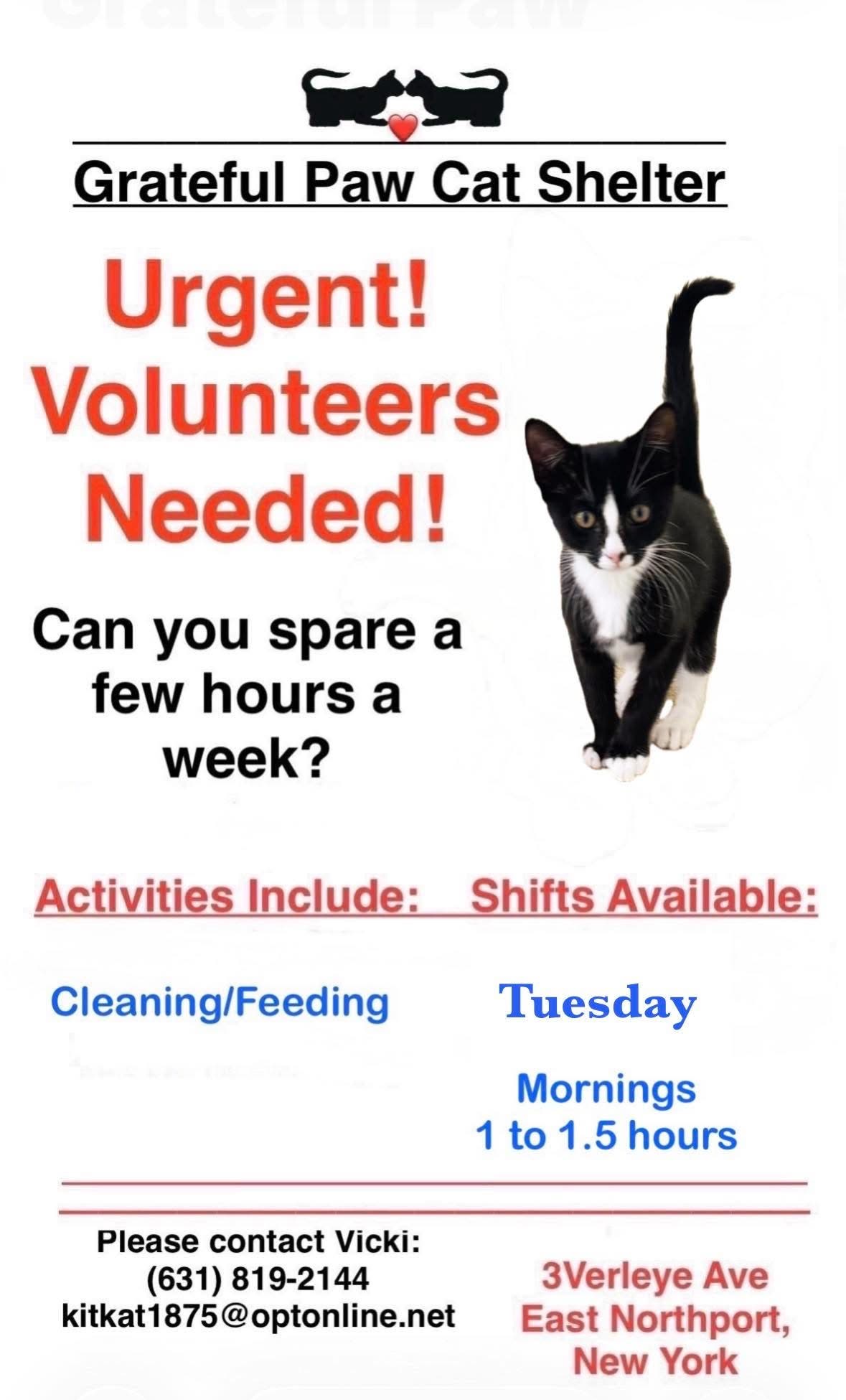 Volenteer at the Grateful Paw Cat Shelter