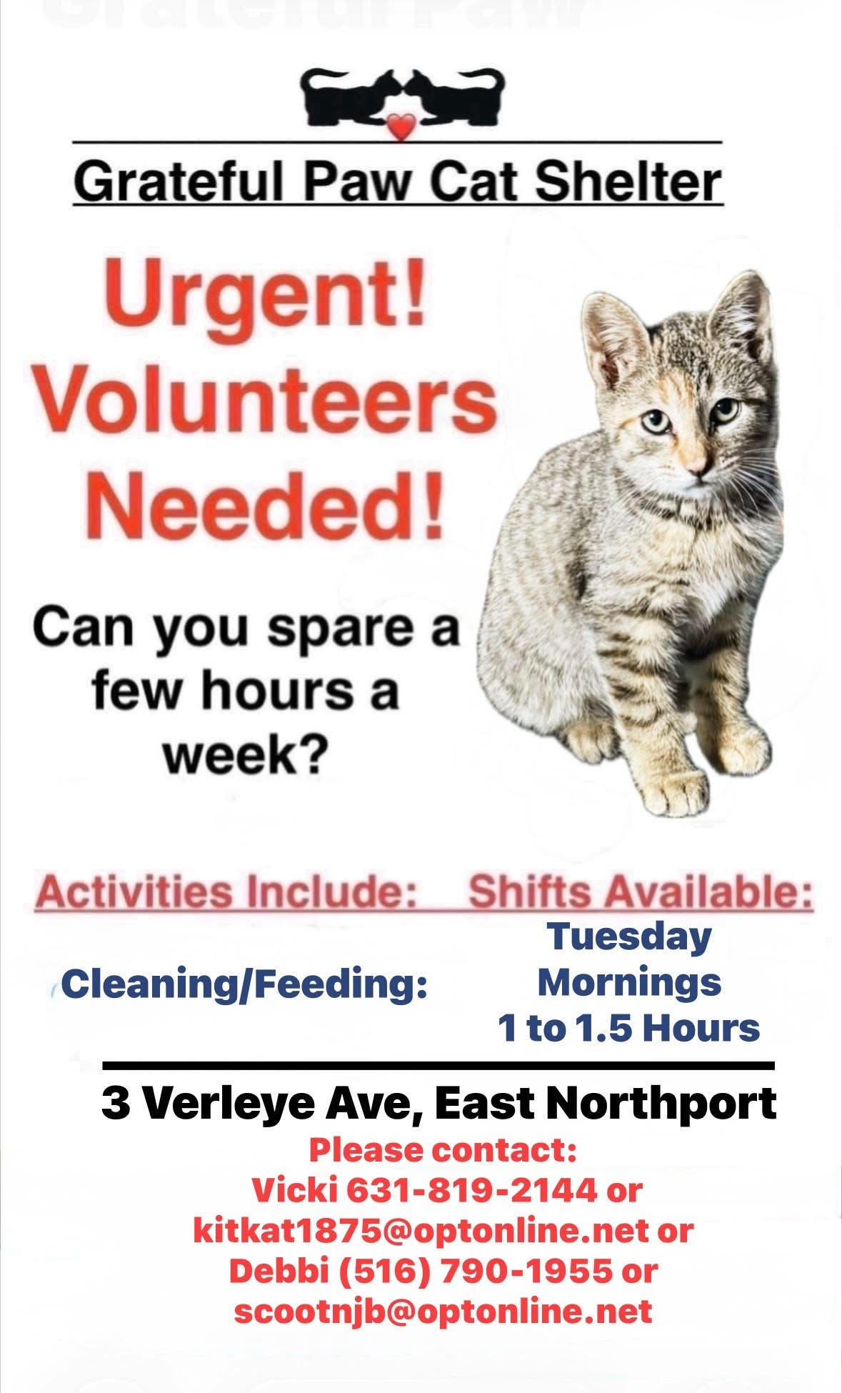 Volunteers needed at cat shelter 