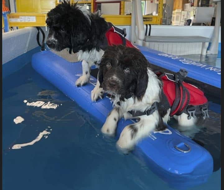 DIY Barkin Bath and Splash Haus