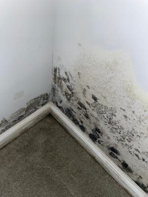 MoldStar Remediation