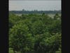 Kratom Trees in Indonesia.