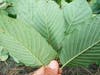 Natural Kratom Leaves.