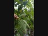 Fresh Kratom Leaves