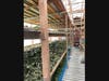 Drying Kratom Leaves
