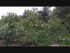 Kratom Trees