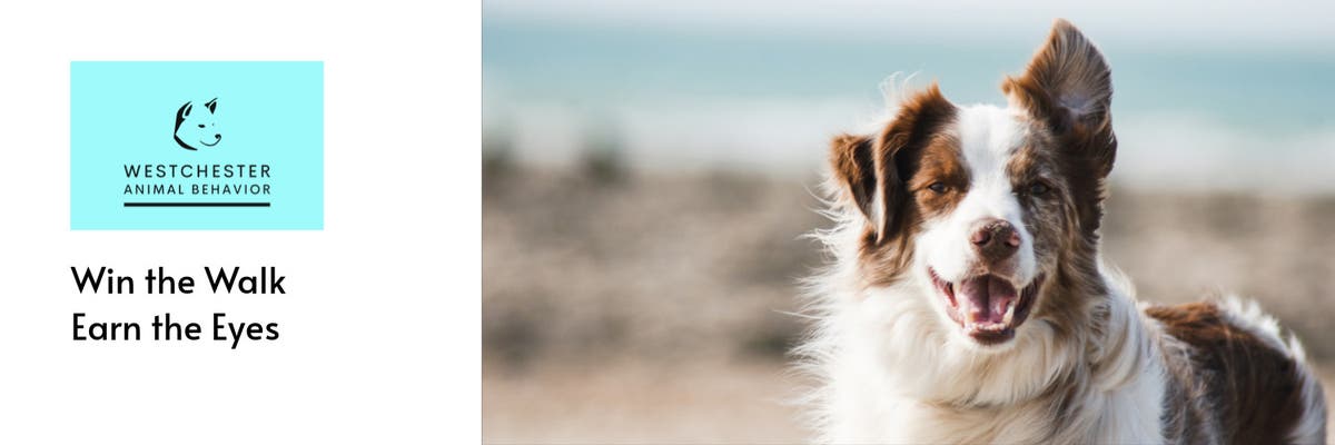 Westchester Animal Behavior