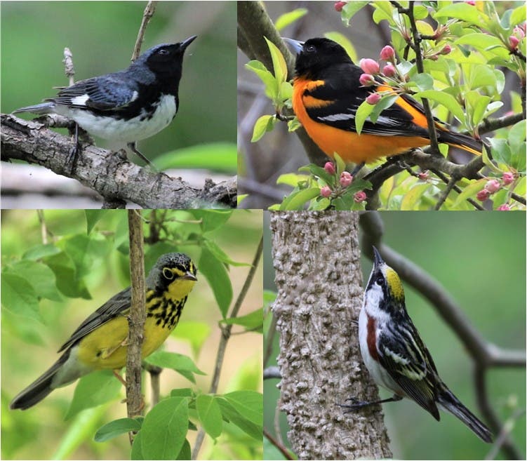 Blackbrook Audubon welcomes returning avian migrants