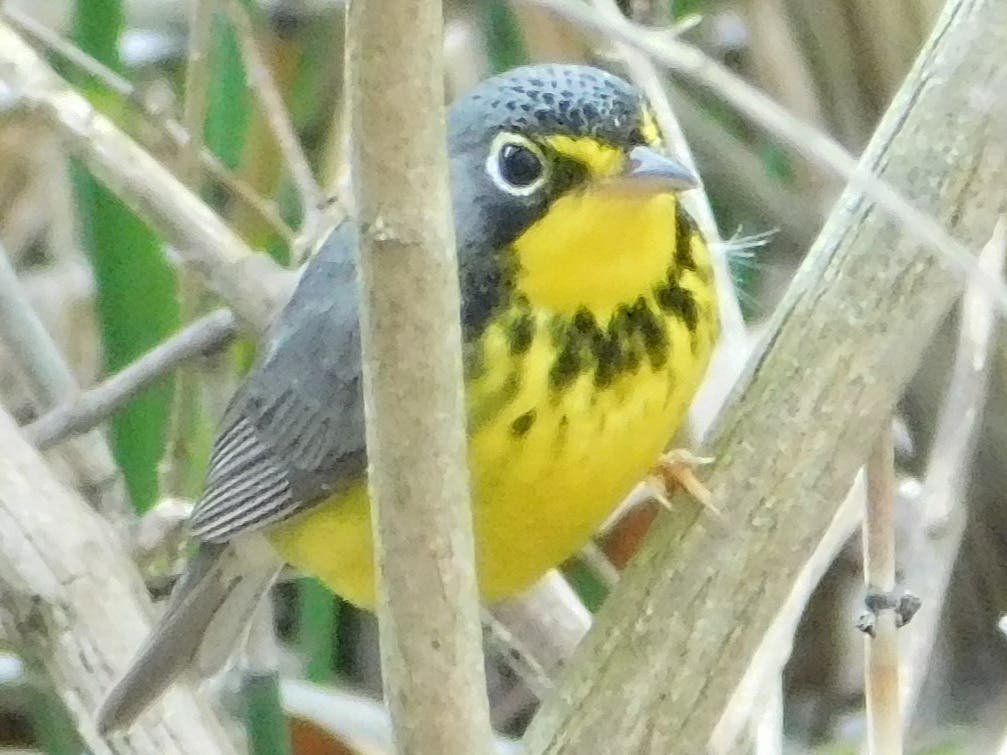 Blackbrook Audubon visits Veterans Park