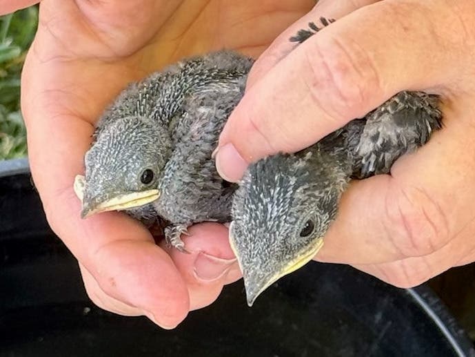 Blackbrook Audubon presents Social Songbird: The Purple Martin