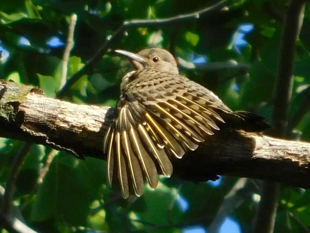Blackbrook Audubon visits Veterans Park